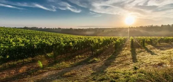 Weinbau und der Klimawandel